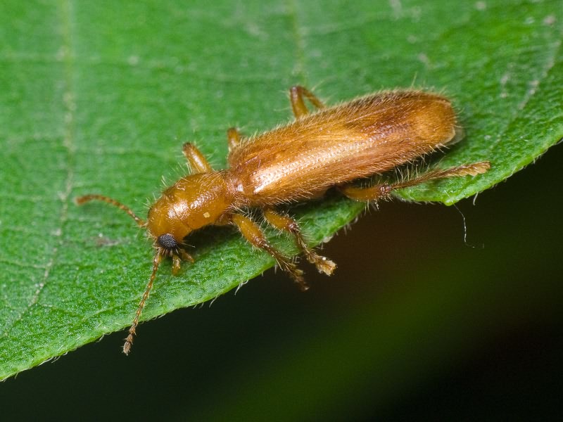 Opilo pallidus (Olivier, 1795)